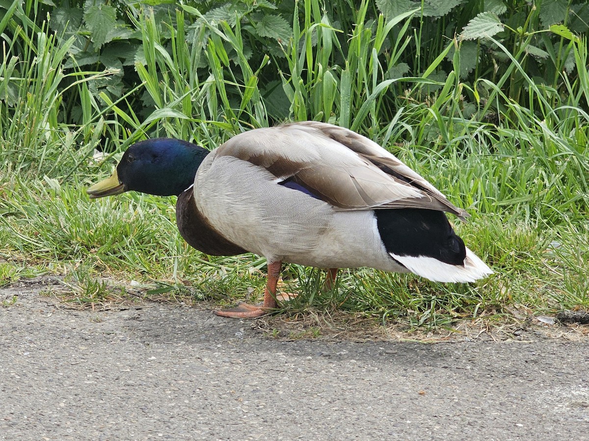 Mallard - Ben Davis