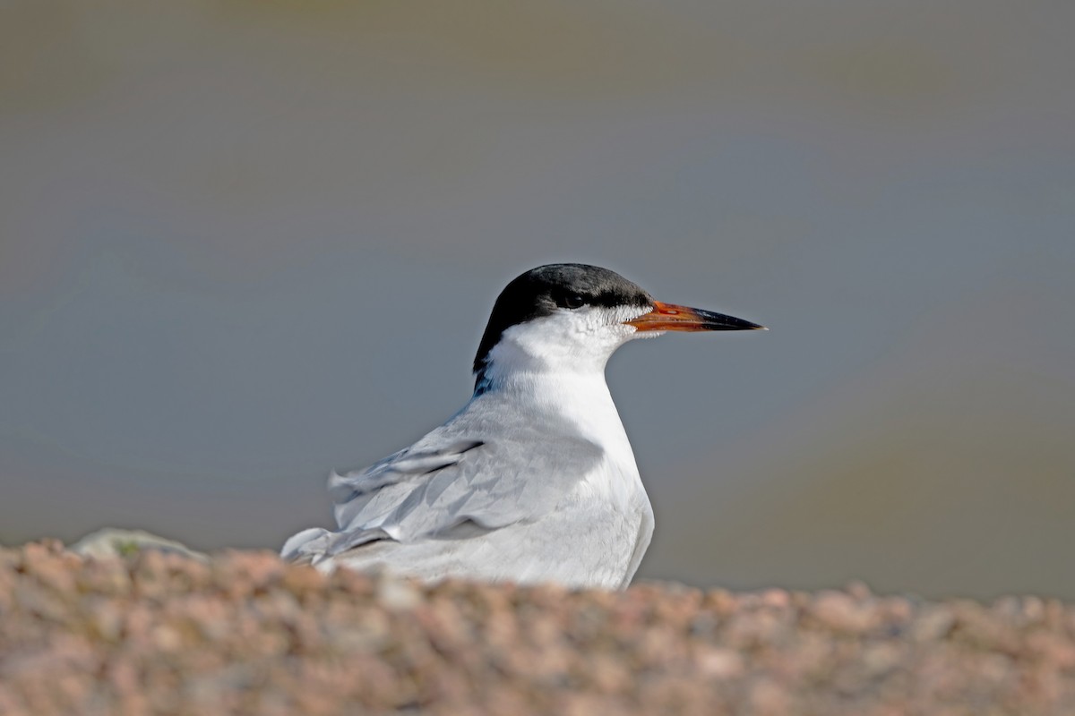 Forster's Tern - ML618443792