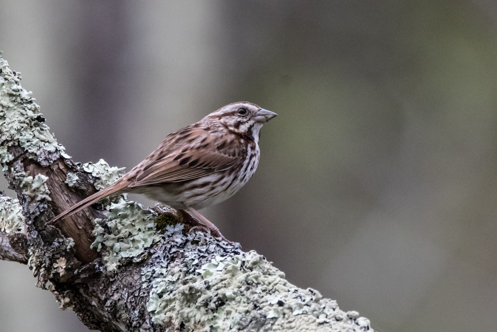 Song Sparrow - Jean-Guy Papineau