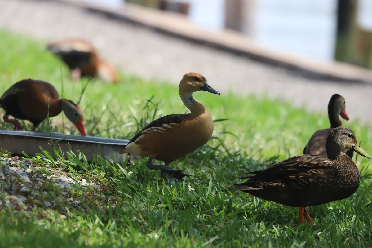 Canard colvert ou C. brun - ML618443839