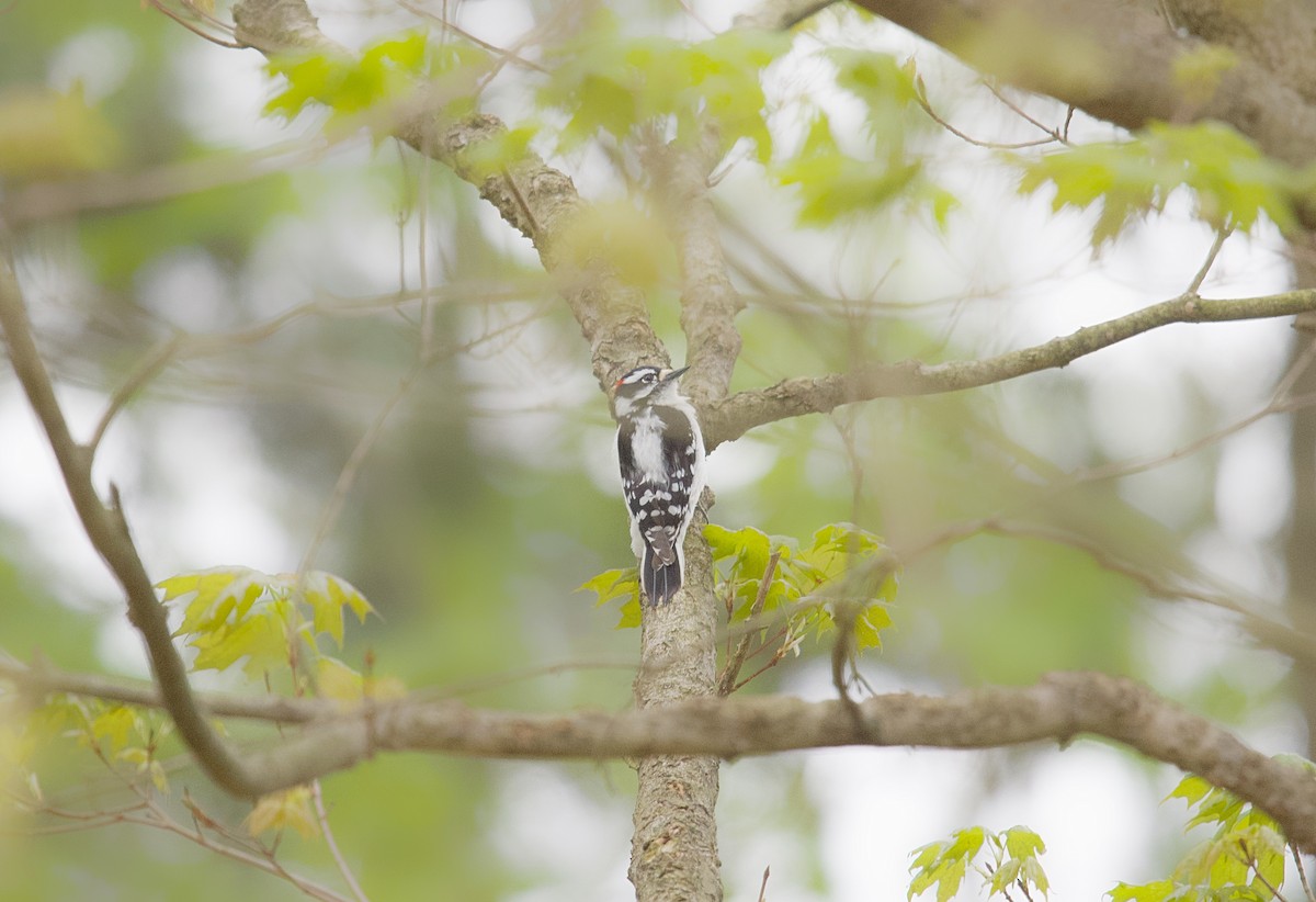 Downy Woodpecker - ML618443851