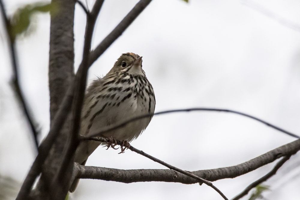 Ovenbird - Jean-Guy Papineau