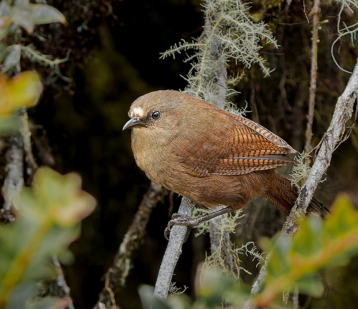 Sharpe's Wren - ML618443868