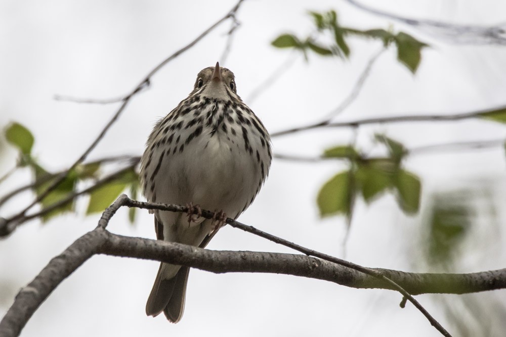 Ovenbird - Jean-Guy Papineau