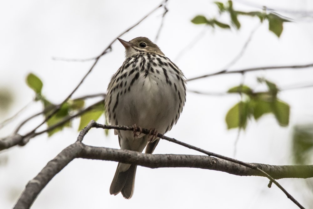 Ovenbird - Jean-Guy Papineau