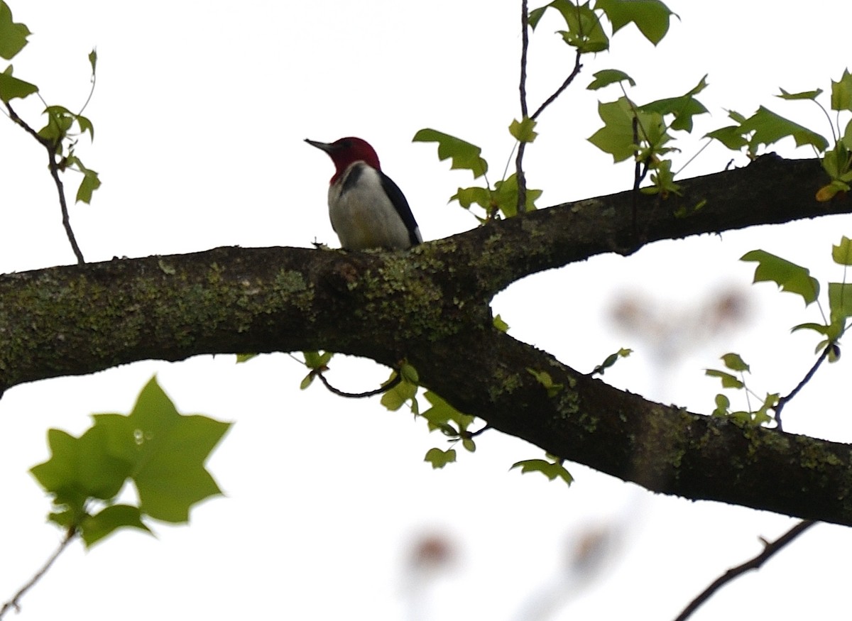 Red-headed Woodpecker - Randy Bodkins