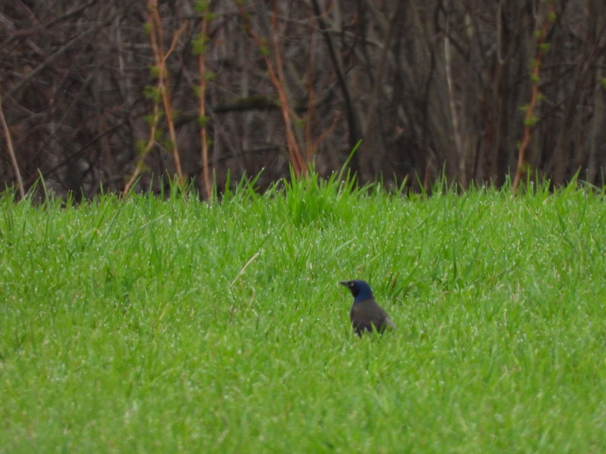 Common Grackle - ML618443897