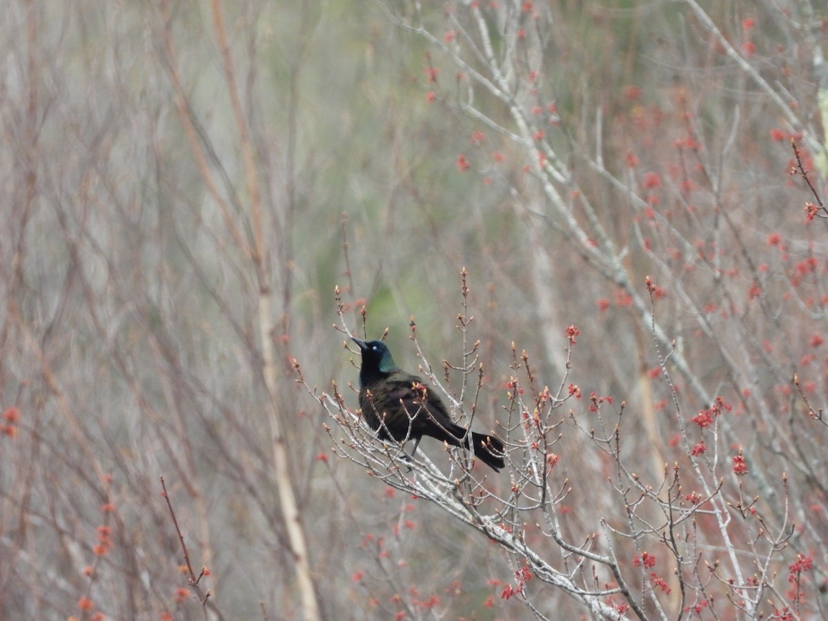 Common Grackle - ML618443898