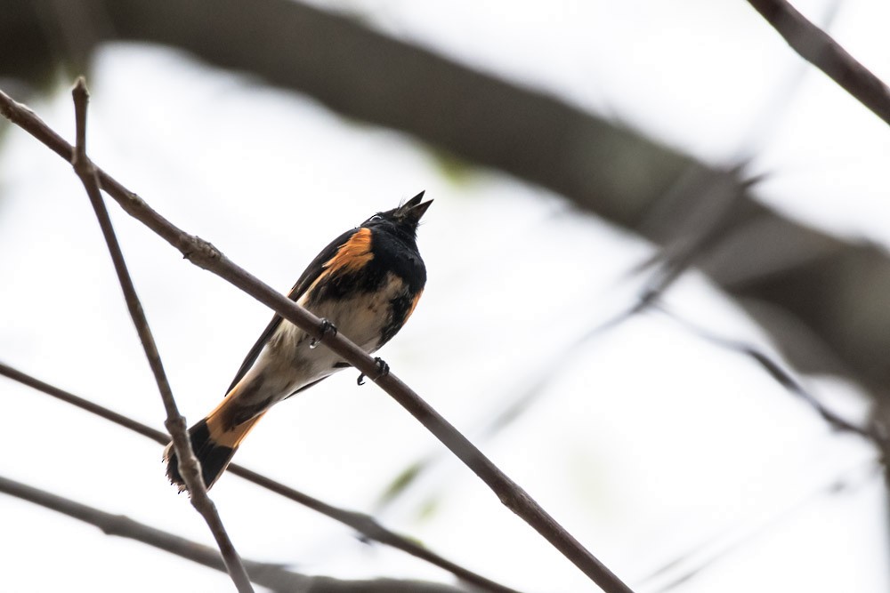 American Redstart - Jean-Guy Papineau