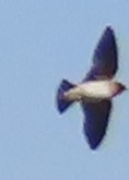 Cliff Swallow - ML618443940