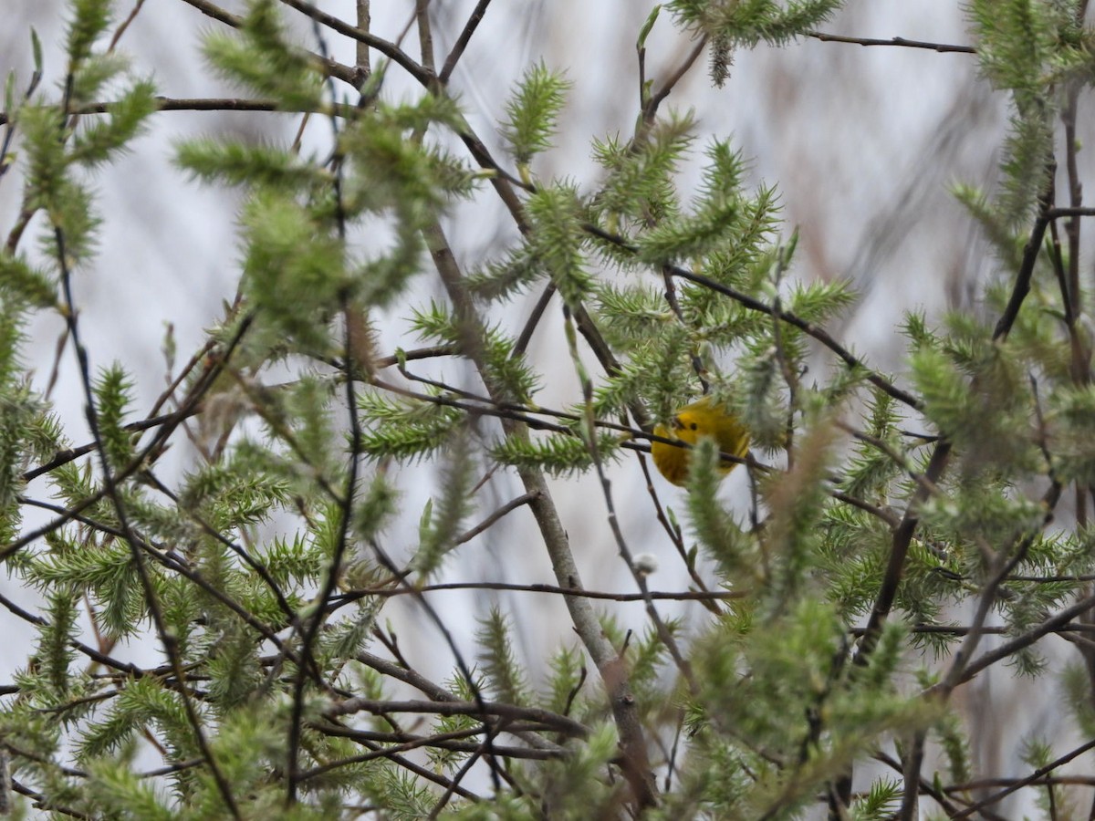 Yellow Warbler - ML618443949