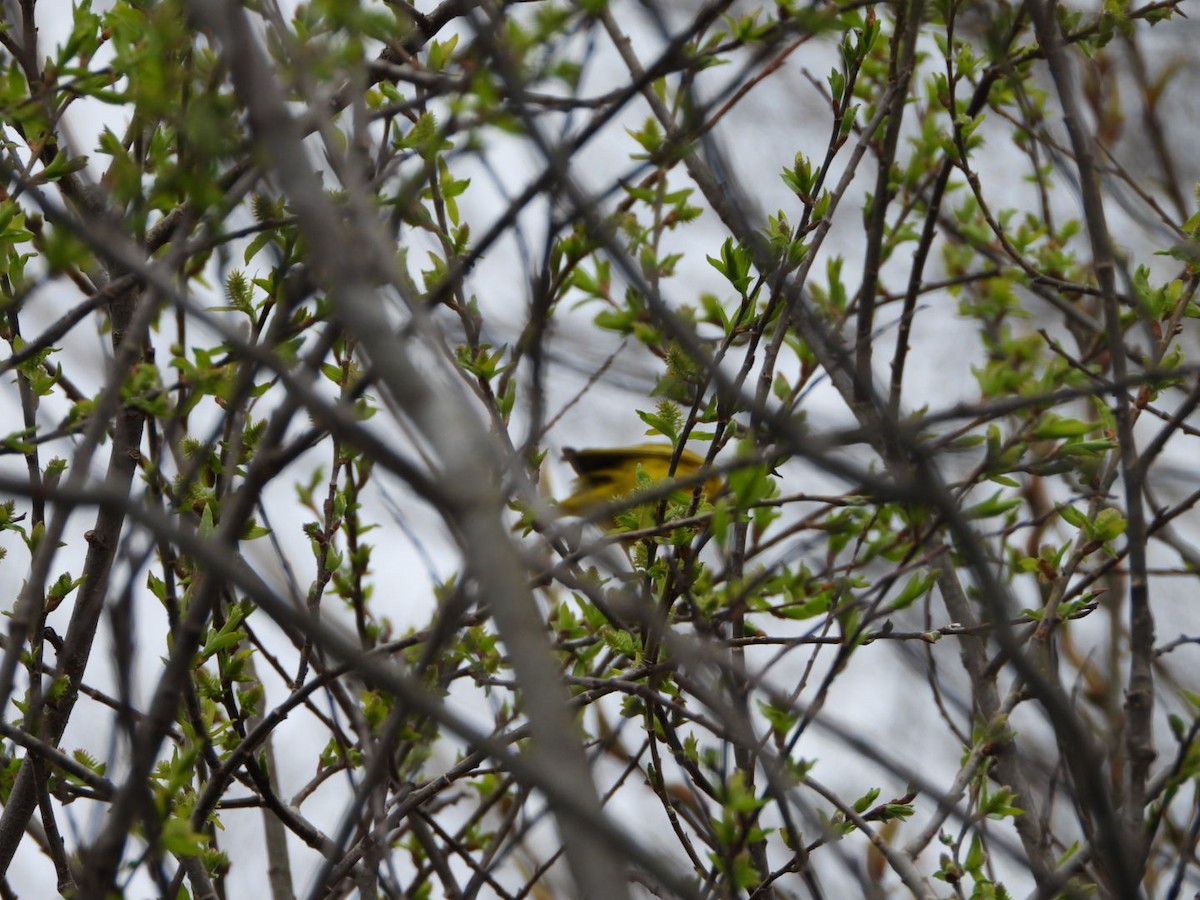 Yellow Warbler - ML618443950