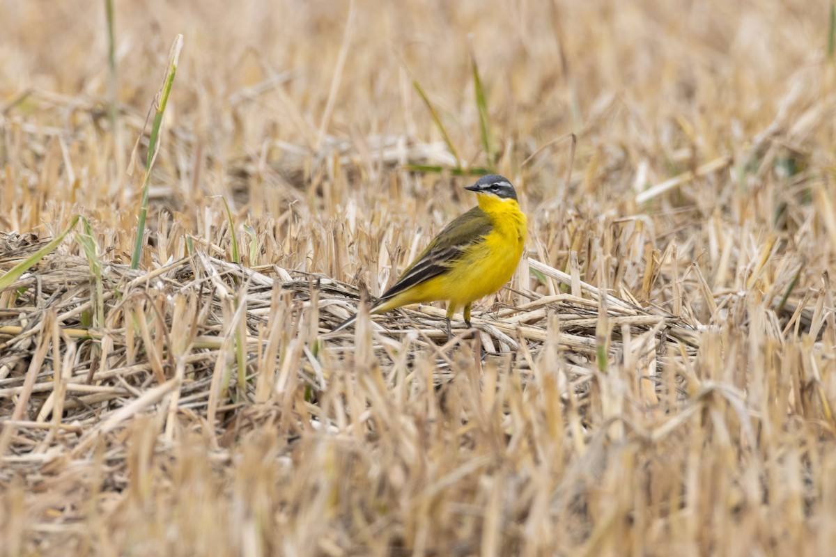 Western Yellow Wagtail - Michal Bagala