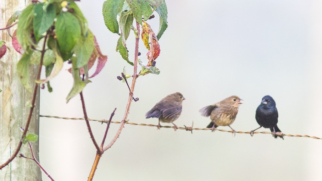 Blue-black Grassquit - Daniel Esser