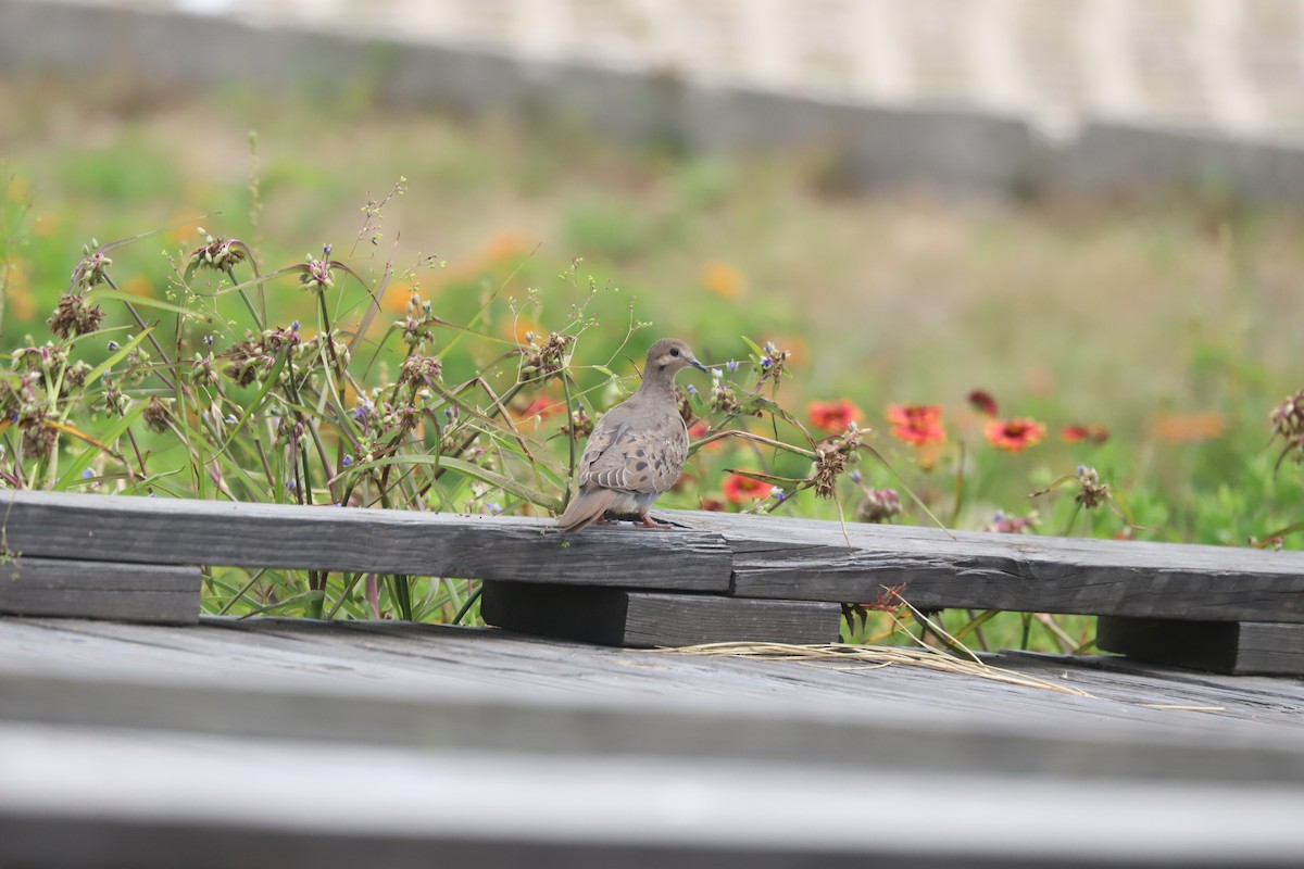 Mourning Dove - ML618443961