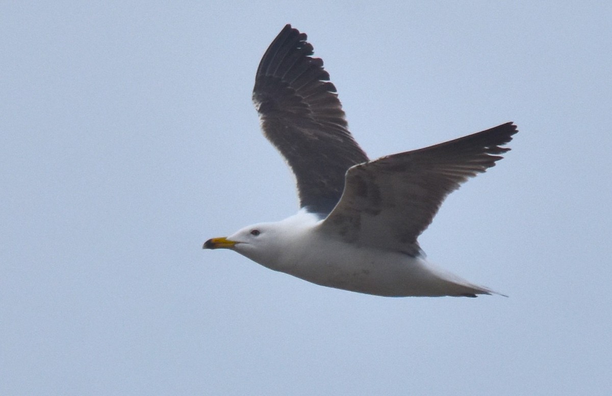 Lesser Black-backed Gull - ML618443976