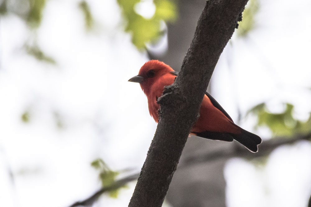 Scarlet Tanager - Jean-Guy Papineau