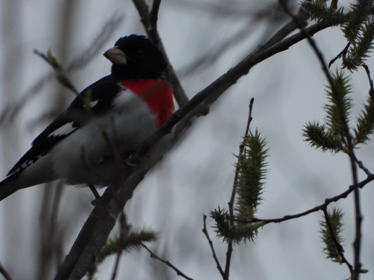 Rose-breasted Grosbeak - ML618444001