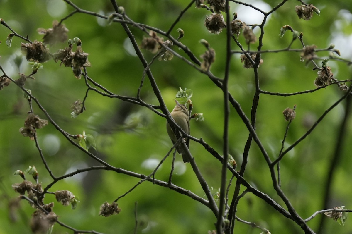 Worm-eating Warbler - Matt Myers