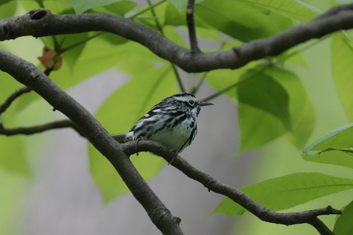 Black-and-white Warbler - Matt Myers