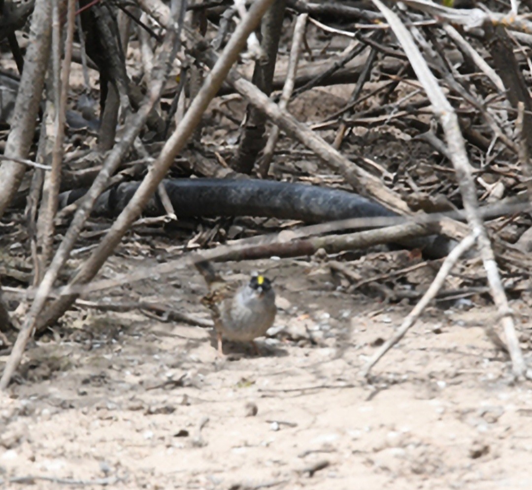 Golden-crowned Sparrow - ML618444052