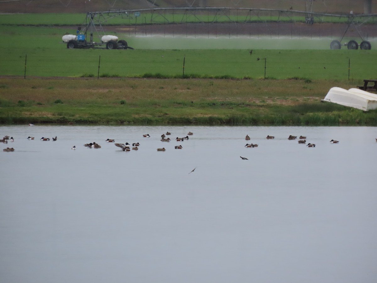 Northern Shoveler - ML618444055