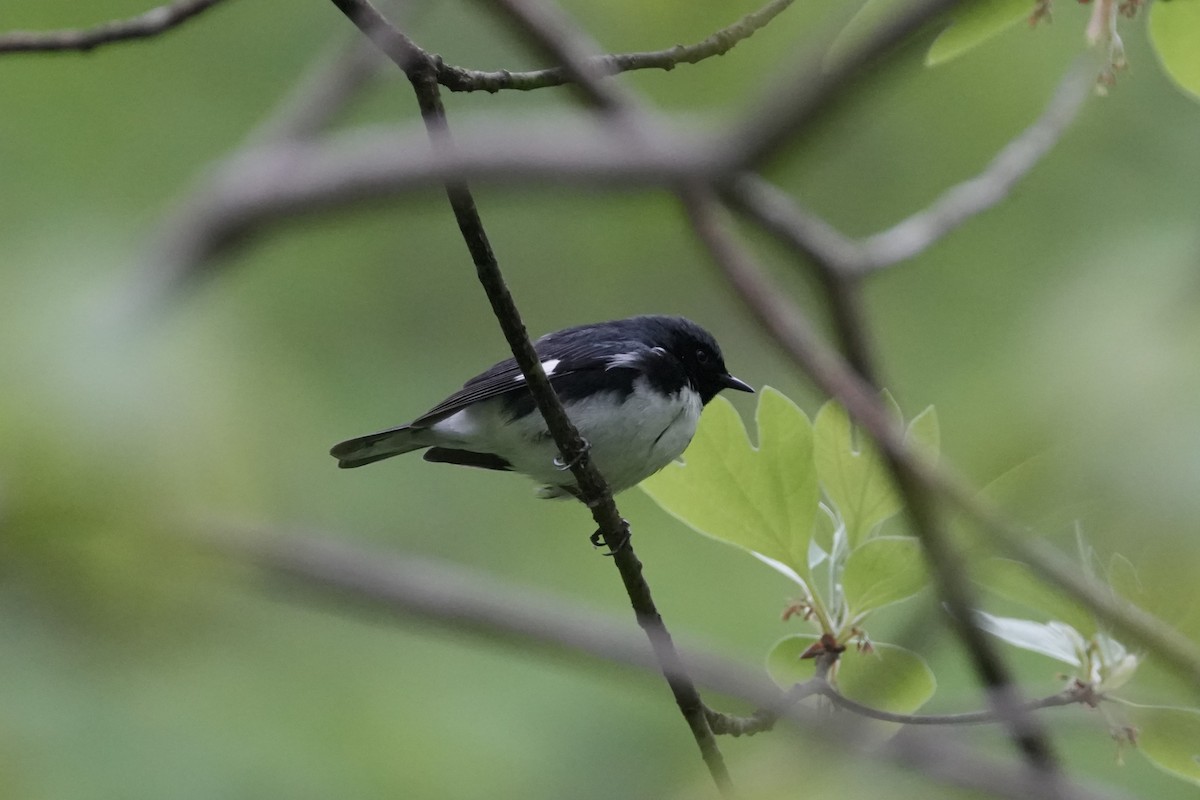 Black-throated Blue Warbler - ML618444059