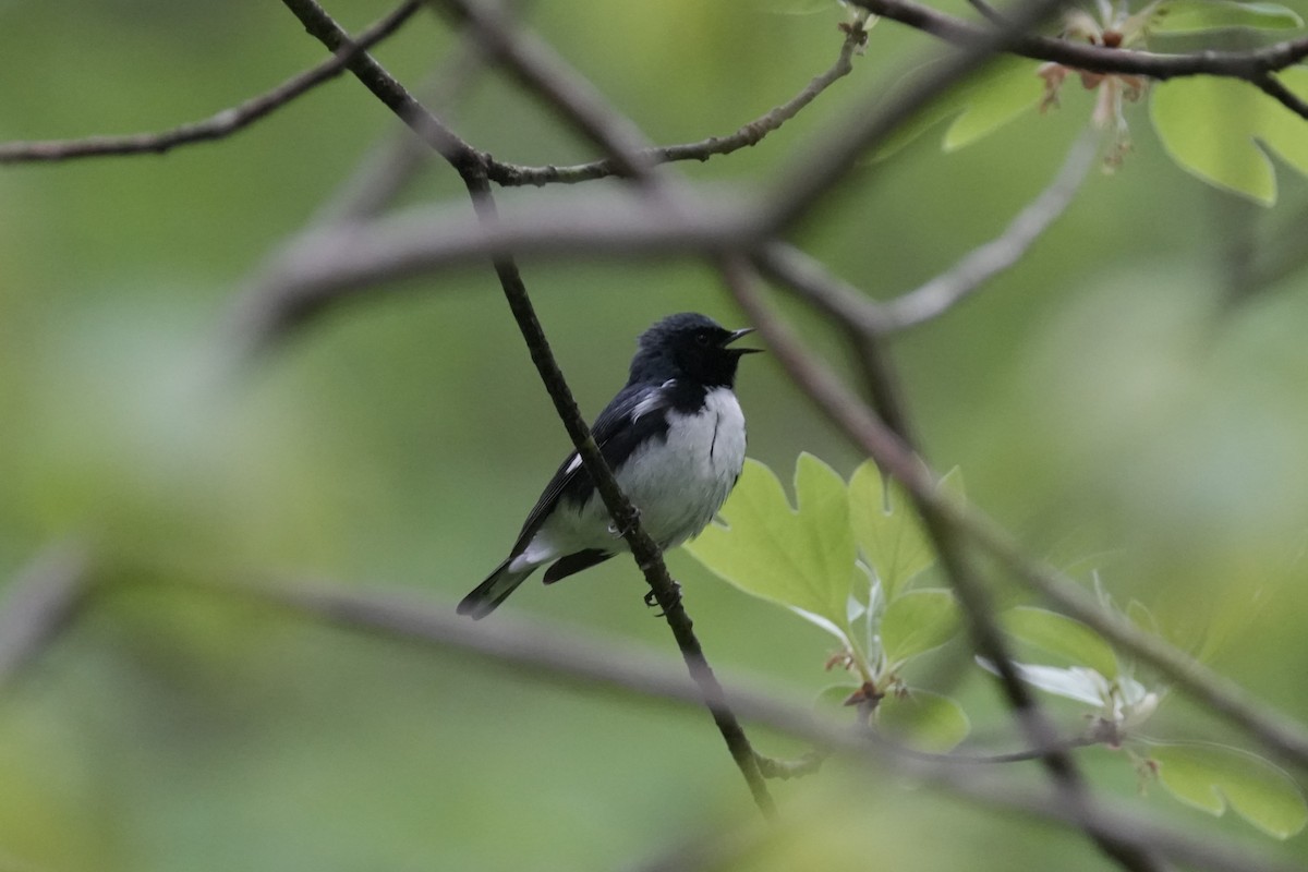 Black-throated Blue Warbler - ML618444061