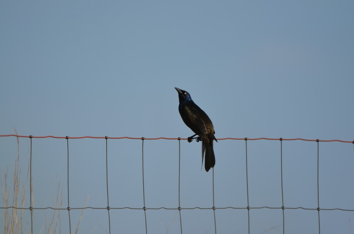 Common Grackle - ML618444079