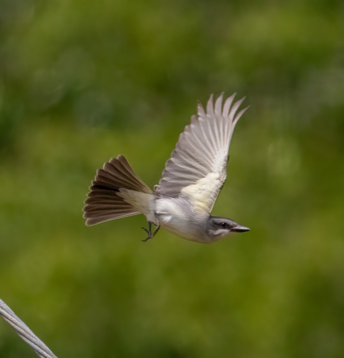 Gray Kingbird - ML618444090