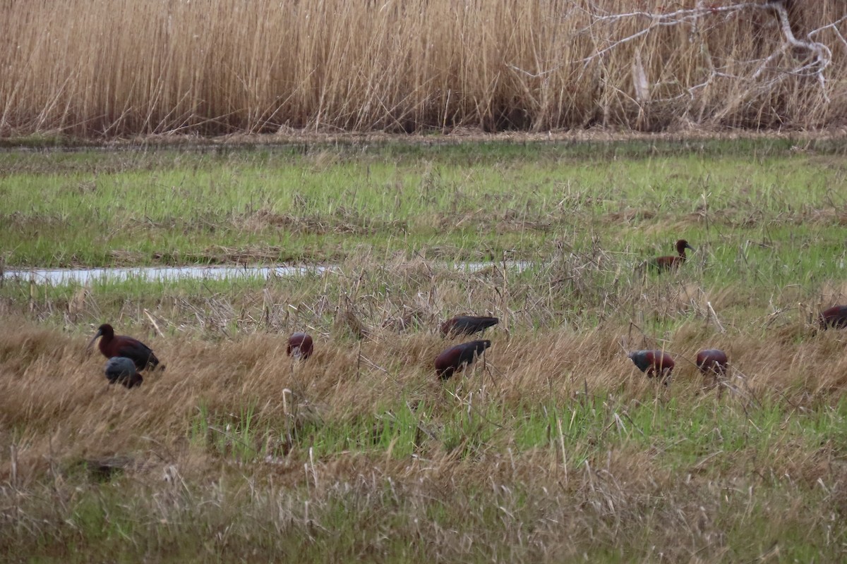 Glossy Ibis - Mary Jo Foti