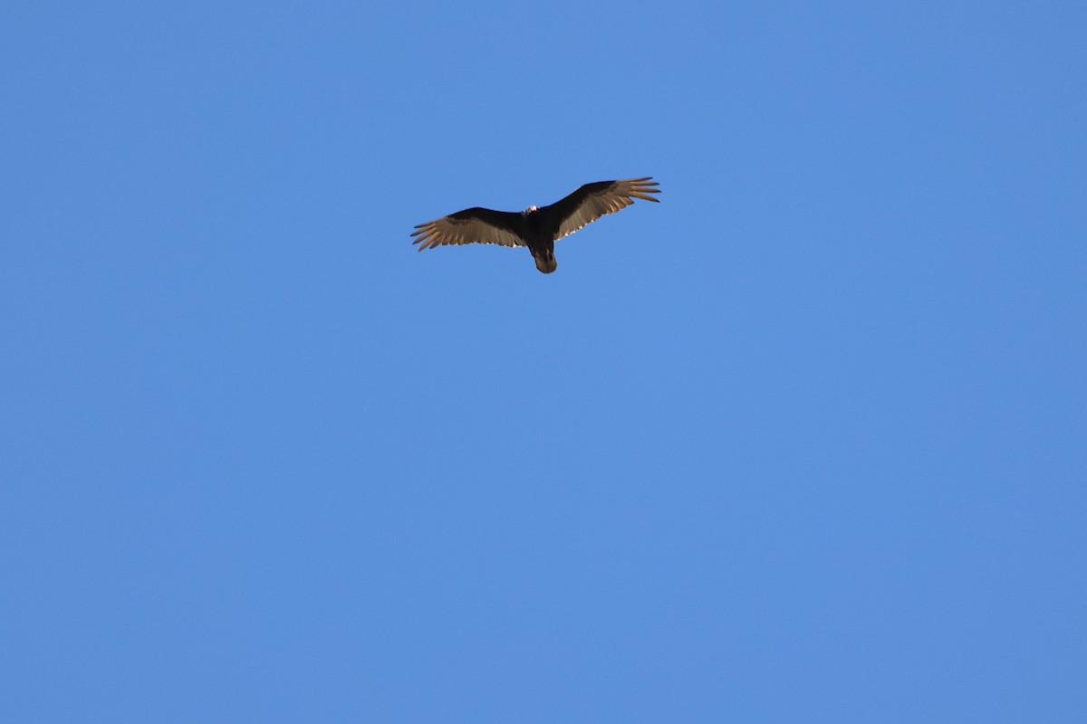 Turkey Vulture - Brett Wiese