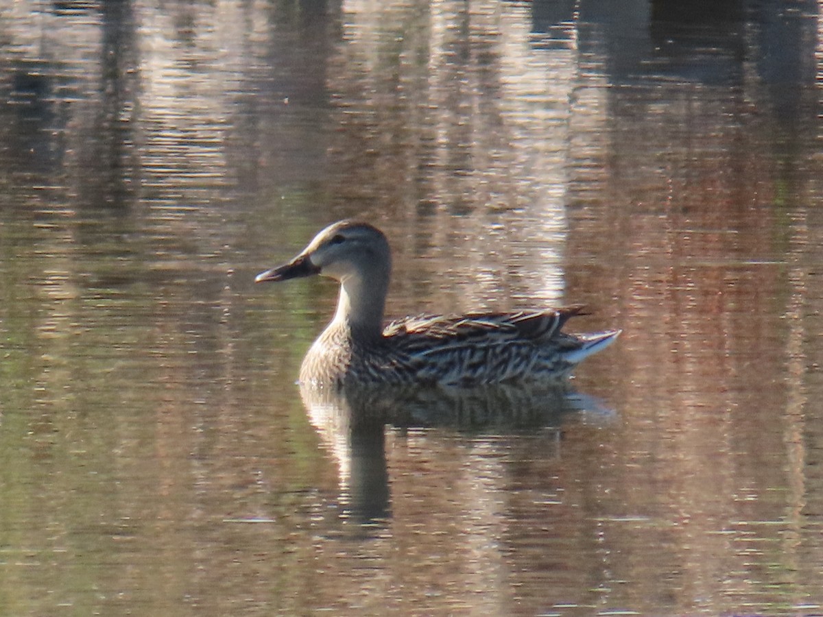 Blue-winged Teal - Justin Bryce