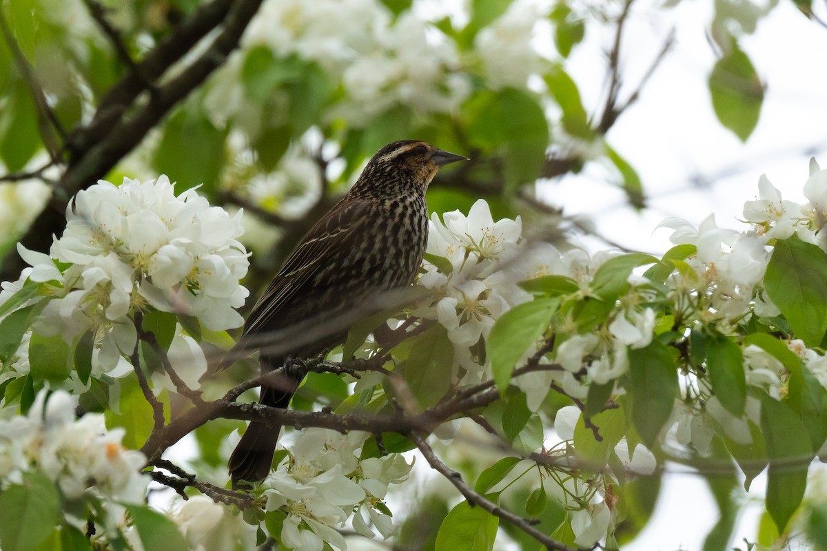 Red-winged Blackbird - ML618444131