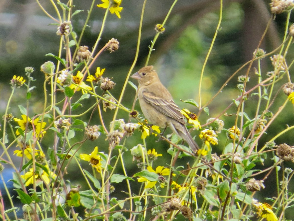 Blue Grosbeak - Jasmine Kay