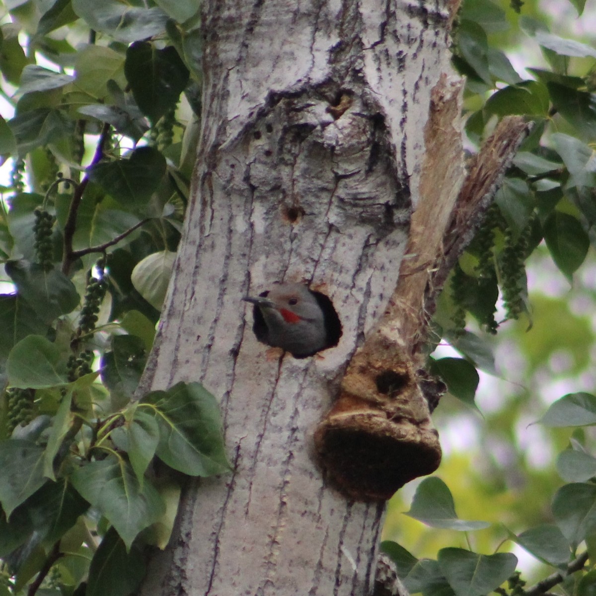 Northern Flicker (Red-shafted) - ML618444192