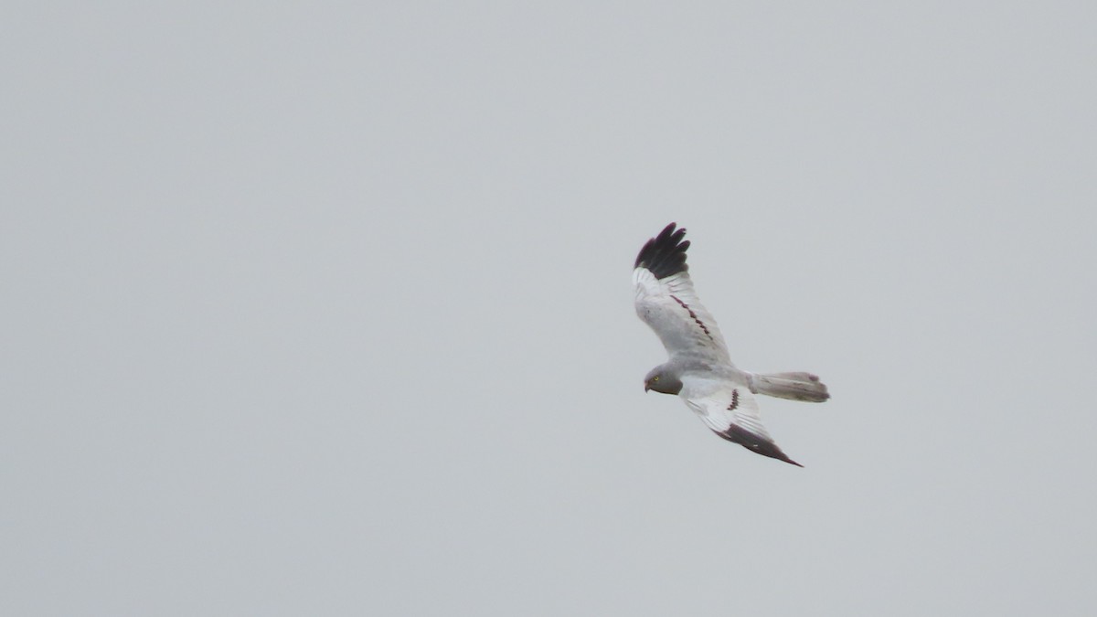 Montagu's Harrier - Luís Custódia