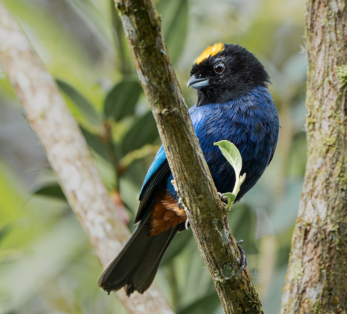 Golden-crowned Tanager - ML618444200