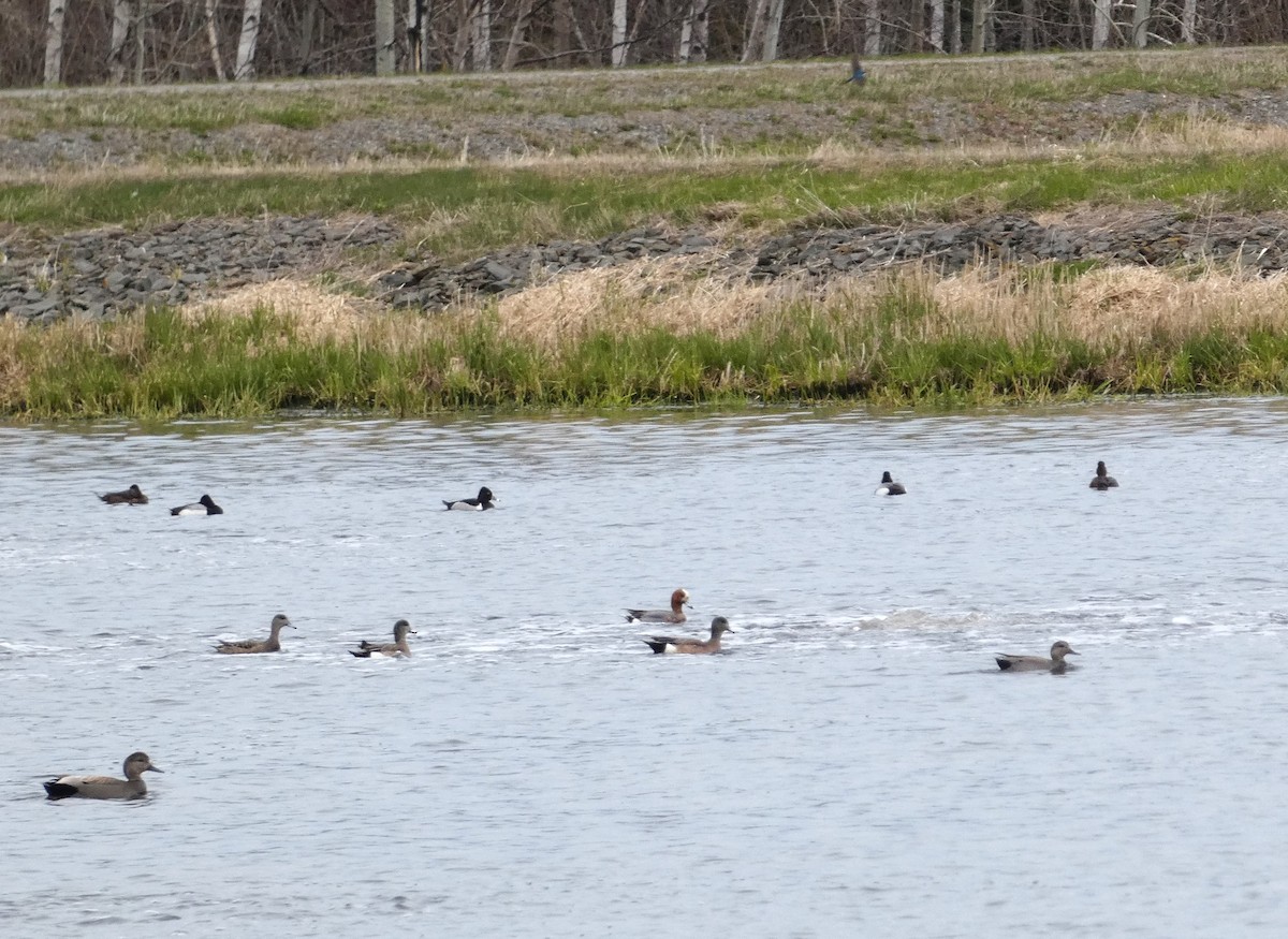 Eurasian Wigeon - Claude Deschênes