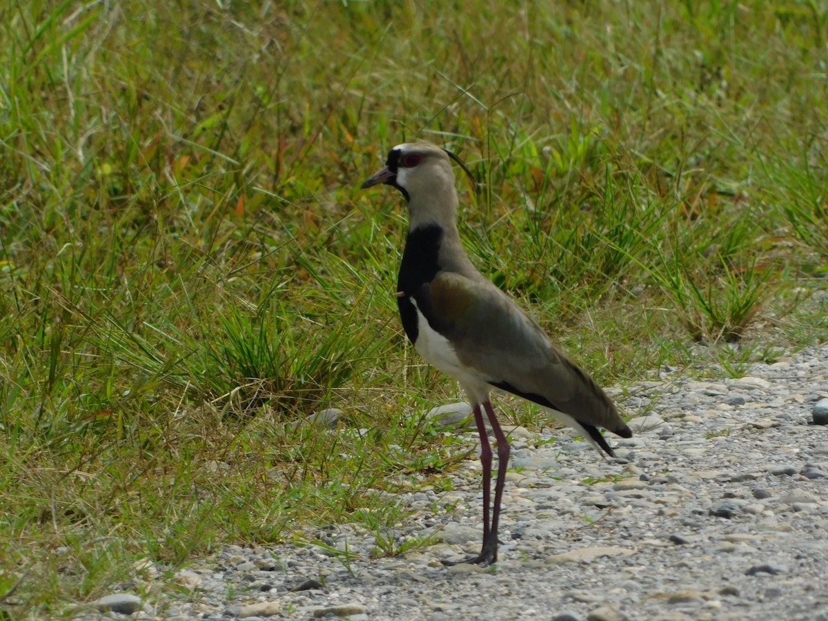 Southern Lapwing - ML618444229