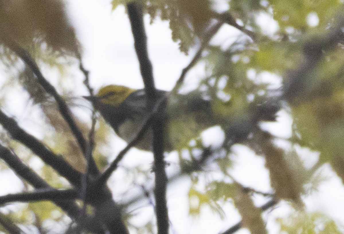 Black-throated Green Warbler - Patrick Shure