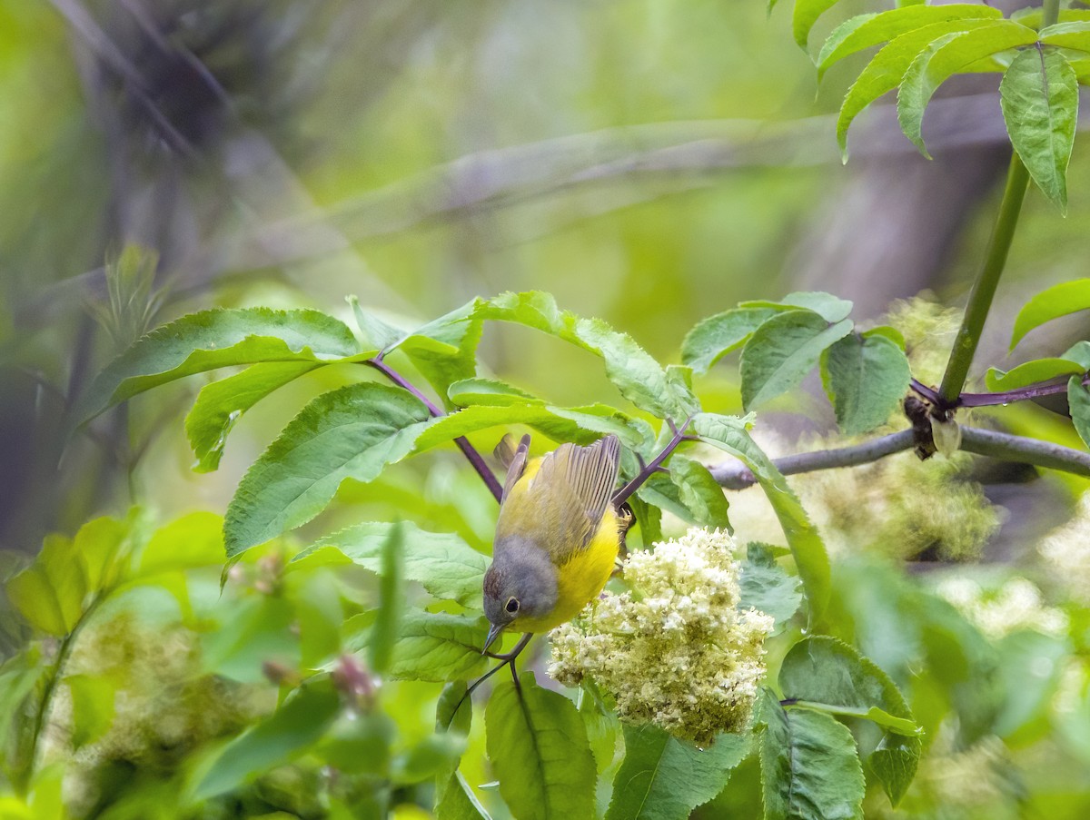 Nashville Warbler - Tom Gilde