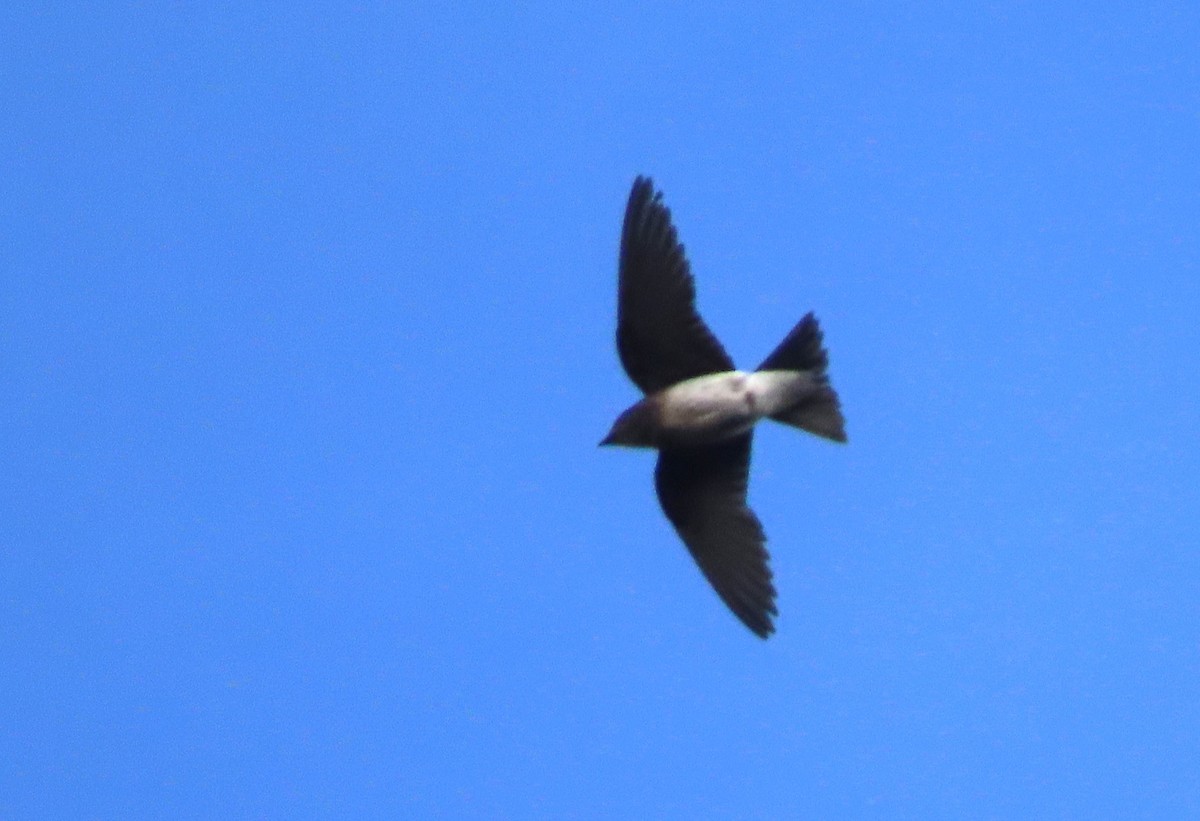 Gray-breasted Martin - Rick Jacobsen