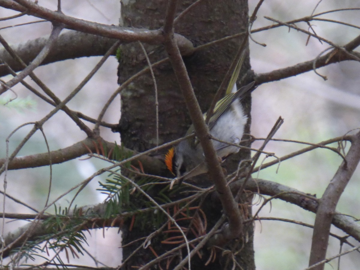 Golden-crowned Kinglet - ML618444277