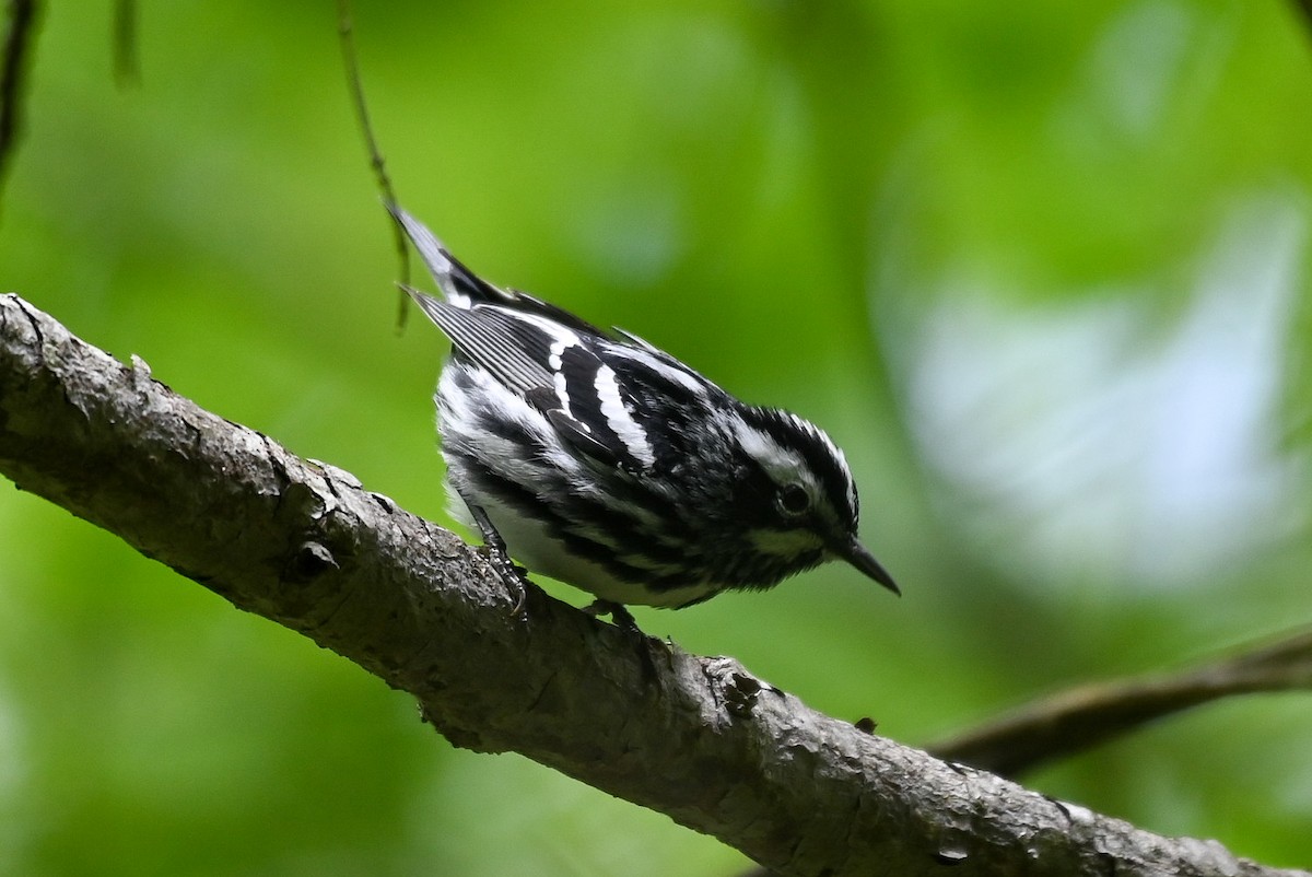 Black-and-white Warbler - ML618444284