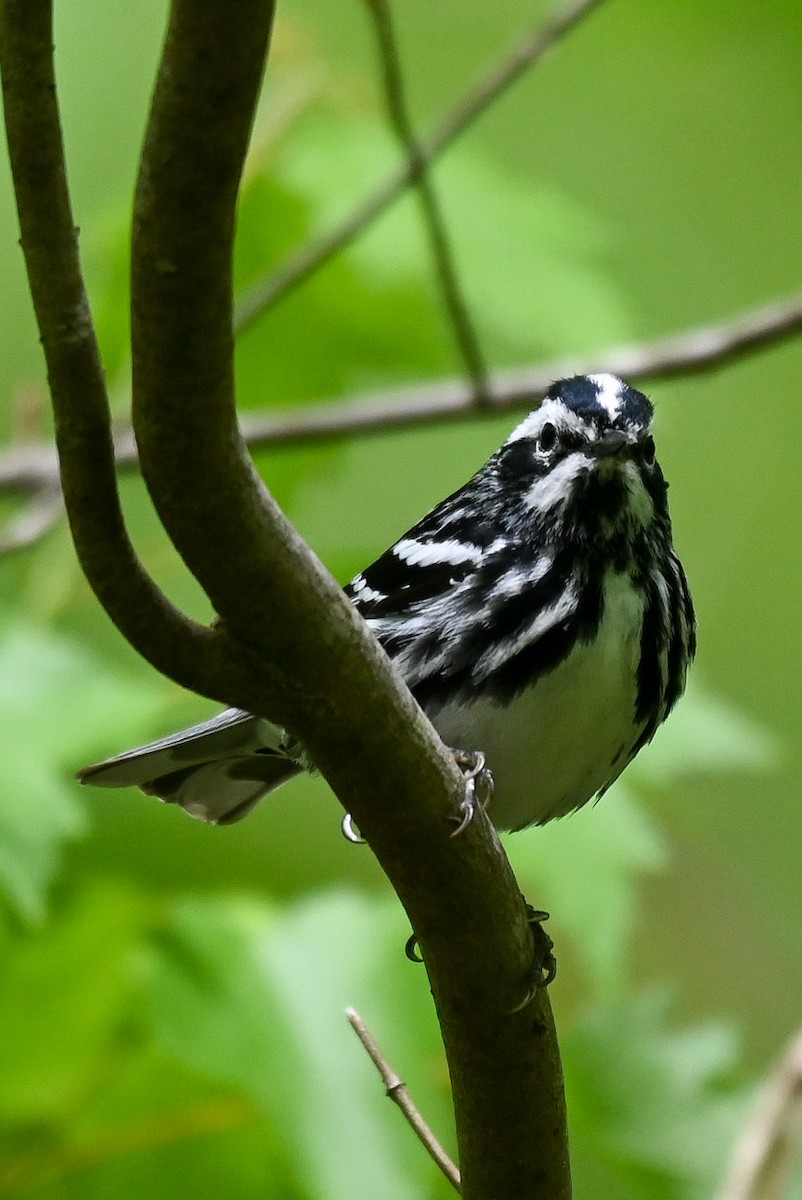 Black-and-white Warbler - ML618444285