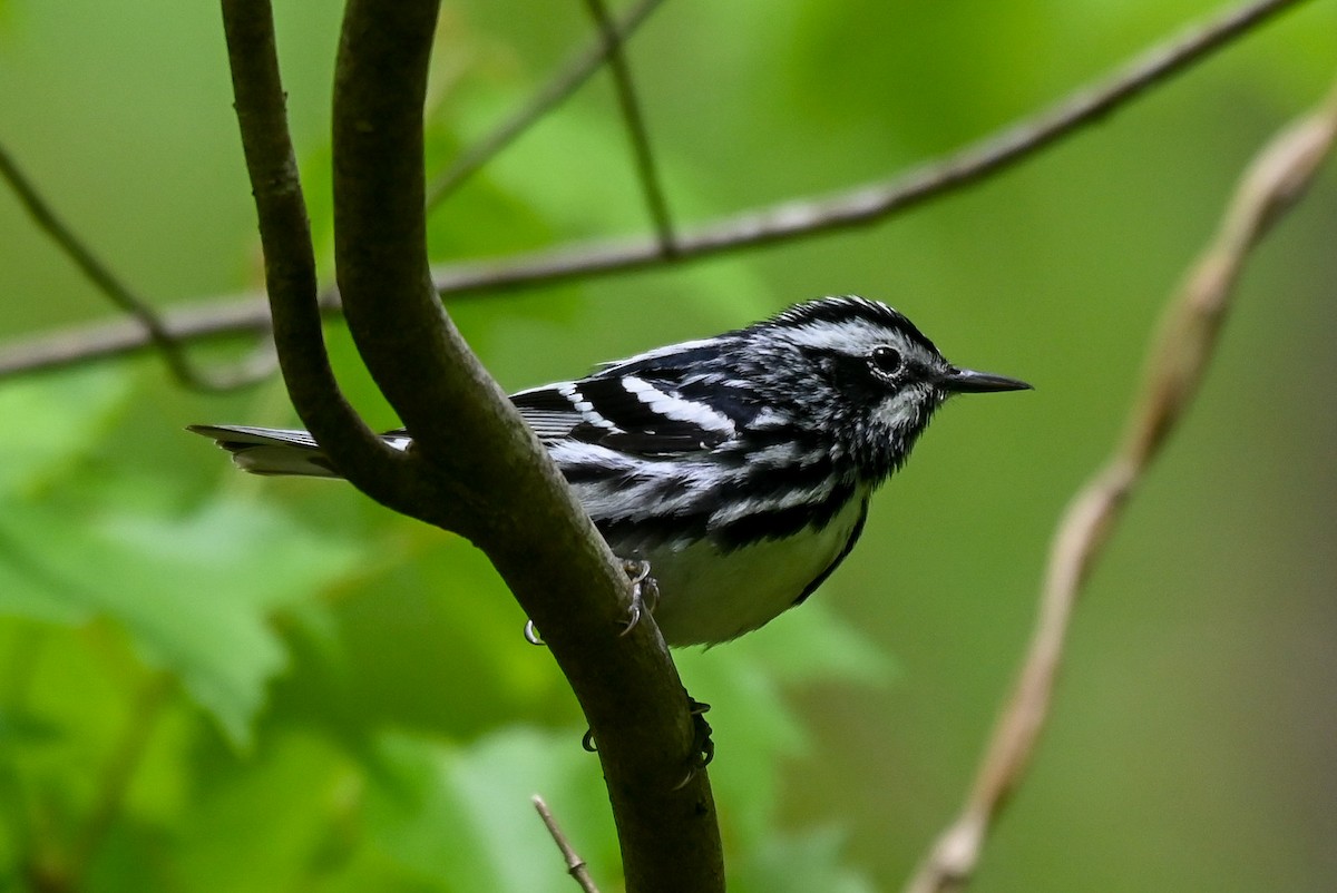 Black-and-white Warbler - ML618444286