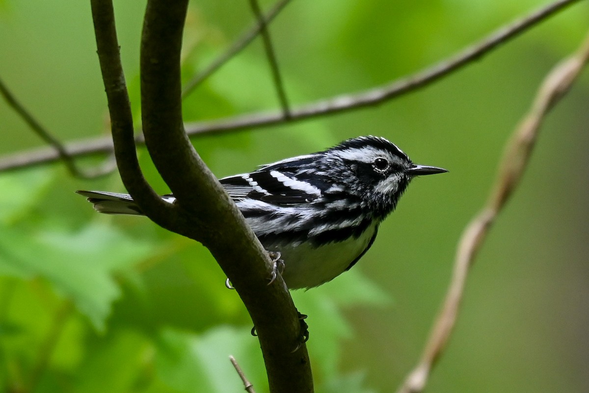 Black-and-white Warbler - ML618444287