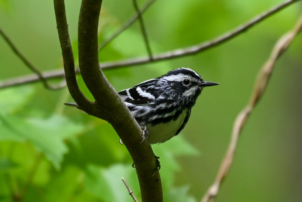 Black-and-white Warbler - ML618444288