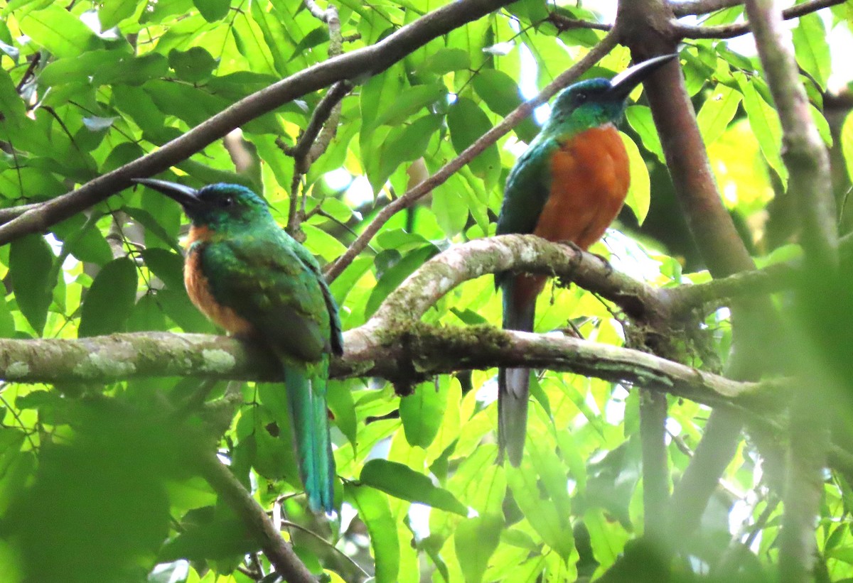 Great Jacamar - ML618444294